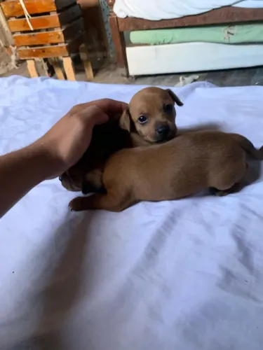 ? Filhotes de Pinscher Nº 1