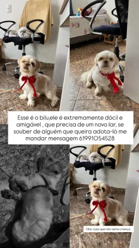Doação de cachorro