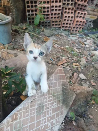 Doasse gatinhos