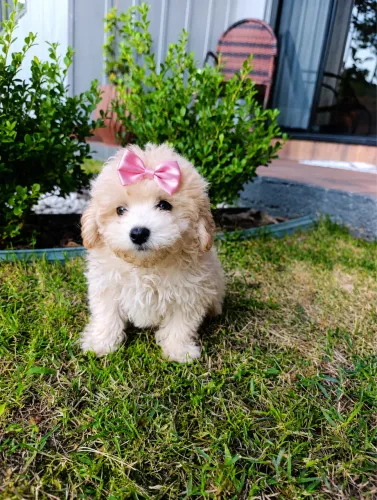Poodle fêmea toy