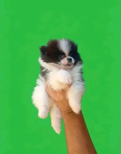 Lulu da pomerània 