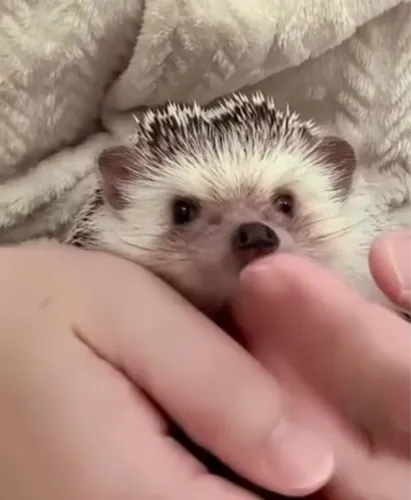 Pet exótico