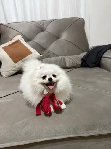 Spitz alemão Lulu branco