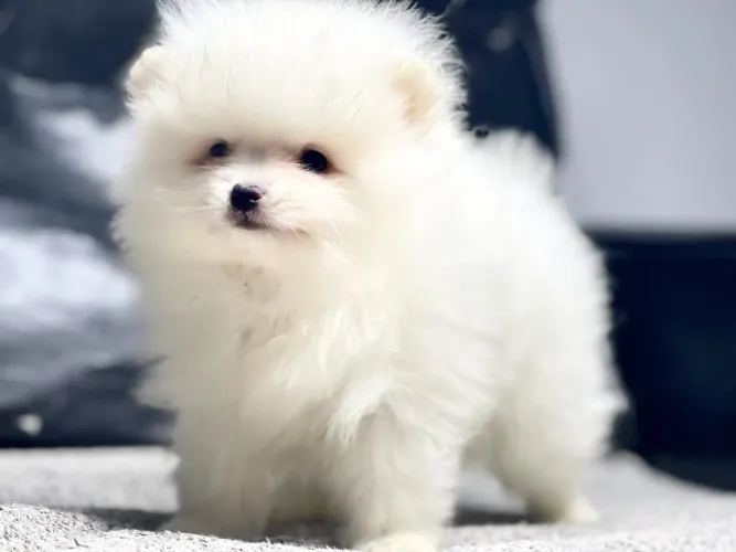 Mini fêmea de spitz com Pedigree