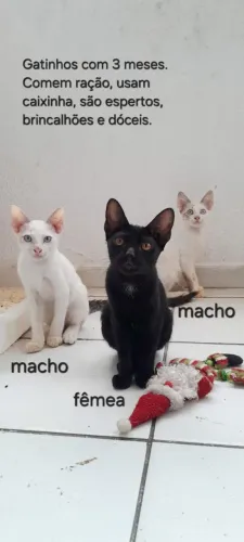 Gatinhos para adoção 