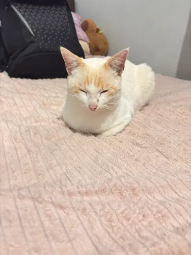 Doação de gato dócil 