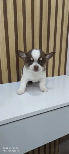 Chihuahua macho