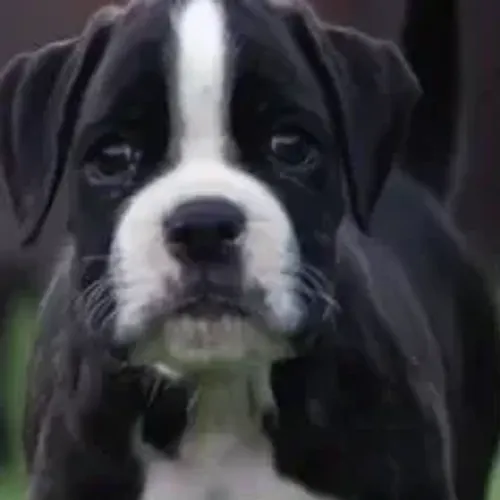 Boxer,Boxer Filhote Top Padrão da Raça