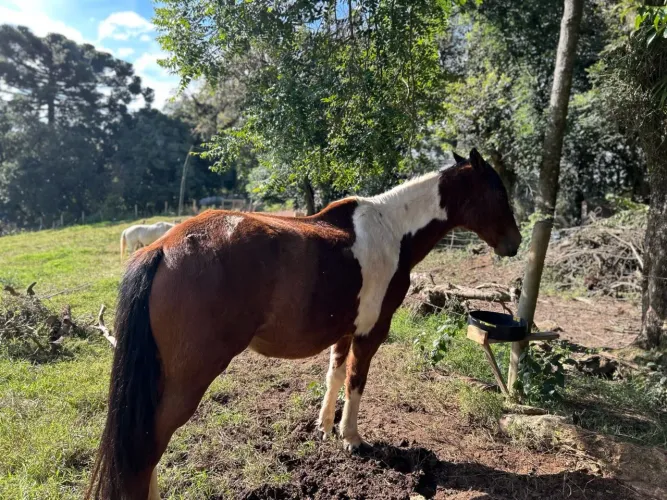 Cavalo Quarto de milha com manga larga