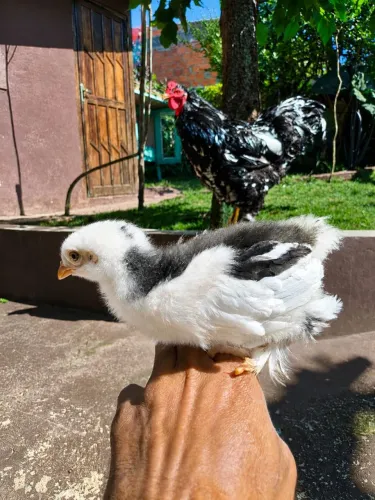 Pintinhos de Brahma mottled