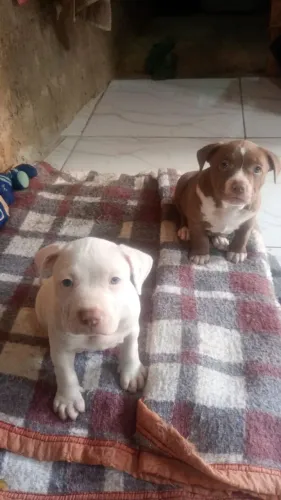 Filhote de Pitbull branco macho