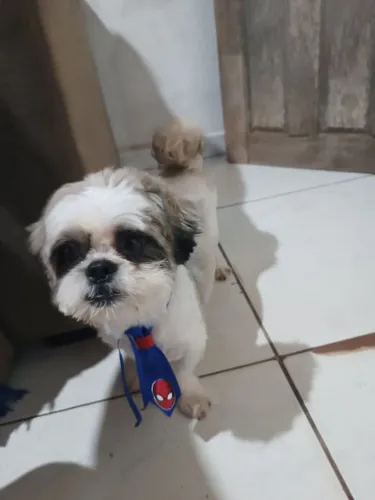 Cachorro Shitzu macho