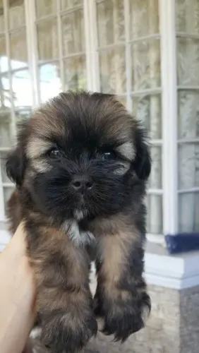 Shih Tzu Porque alguns presentes são simplesmente inesquecíveis