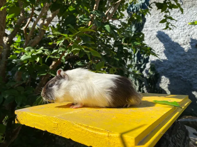 Porquinho da índia - filhote