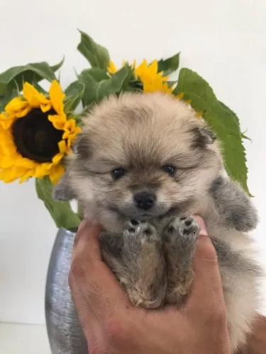 ?Spitz Alemão macho filhote - entrega imediata?