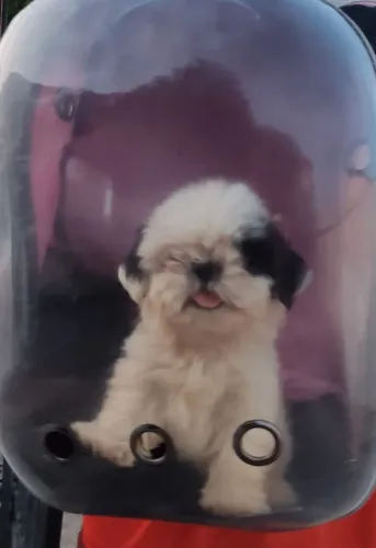 Vendo Shitzu macho micro ?