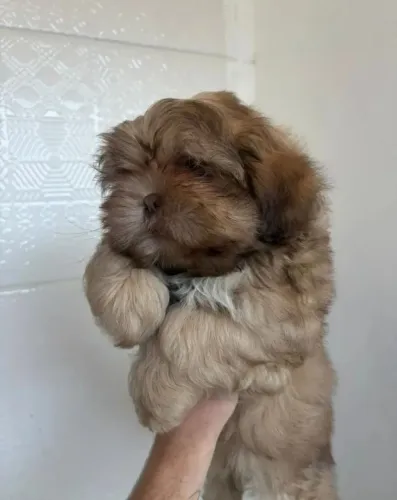 Shihtzu 