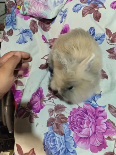Coelho mini lion macho