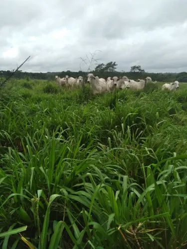 Fazenda a venda regiâo pará, area de 700 hequitares quase toda no pasto