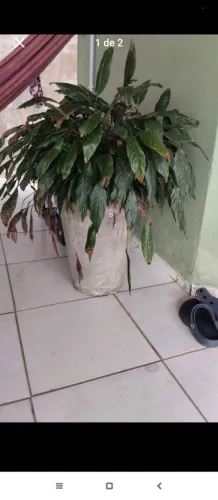 Planta grande lírio da paz