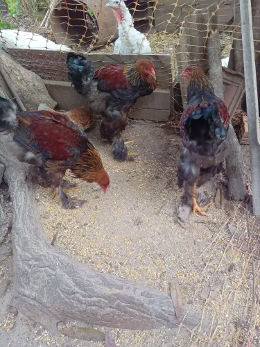 Frangos Brahma Perdiz