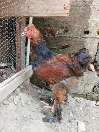 Galo Brahma