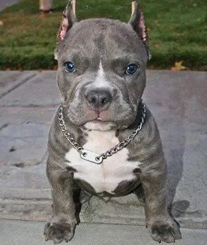 Filhote American bully - cara de bravo coração dócil 