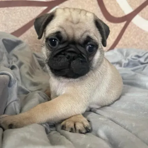 Filhotes de Pug | A fofura que faltava na sua casa!