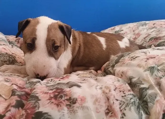 Bull Terrier Inglês: Uma Raça com Carisma Inigualável