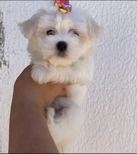 Filhote Maltês, Lealdade, carinho e diversão garantidos!