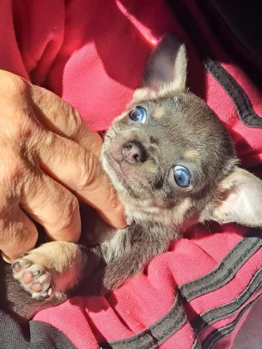 Chihuahua Macho Pequeno Black: Um Companheiro Leal e Elegante!