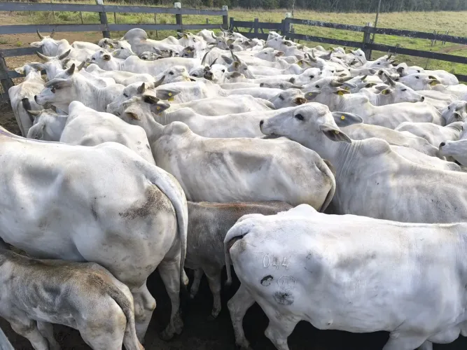 Lindas vacas e novilhas nelore