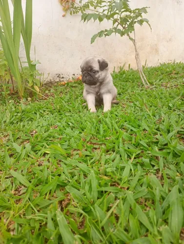 Pug fêmea 1200