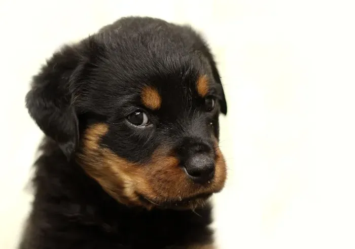 Rottweiler machinho com 56 dias tem pedigree vacina e garantias em contrato