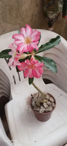 Vendo Rosa do Deserto R$ 10,00