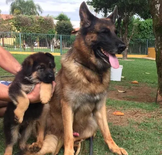Pastor alemão fêmea capa preta com 58 dias vacinada e com pedigree garantia de padrão 