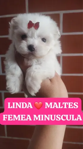 Filhotes de Maltês ? Pequenos, Peludinhos e Muito Carinhosos