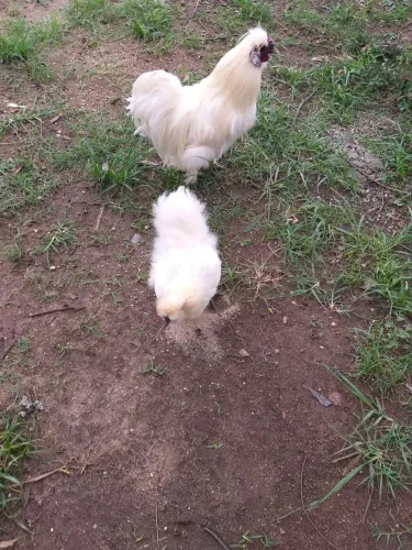 Casal Sedosa do Japão banco (orelha azul e crista baixa))