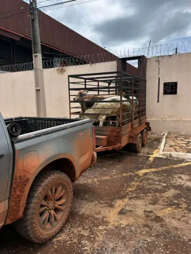 Carretinha de Reboque Modelo Boiadeiro com Gaiola Removível 