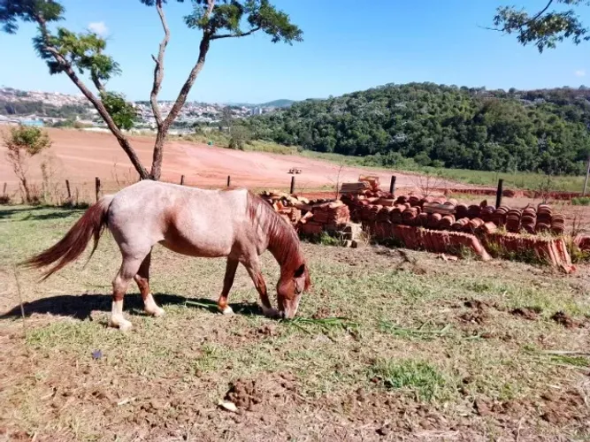 Égua à Venda ? Elegância, Força e Docilidade em um só animal ?