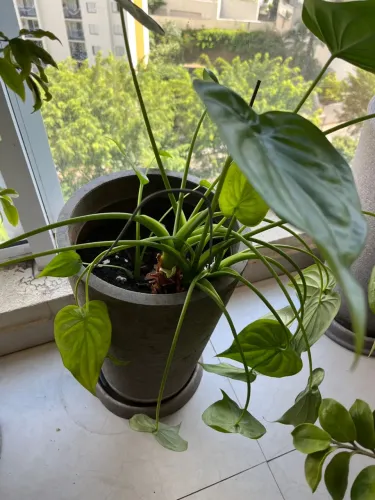 Vaso plastico polietileno leve cinza com planta grande e prato