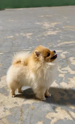 Lindo Filhote Macho Lulu Pomerânia Spitz Alemão Anão