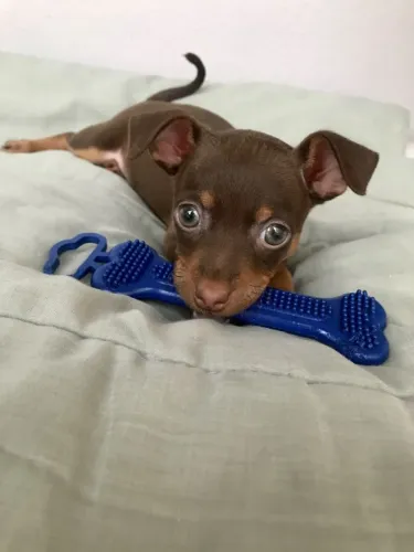 Filhotes Pinscher/Pincher com pelagem densa e ótima estrutura dócil