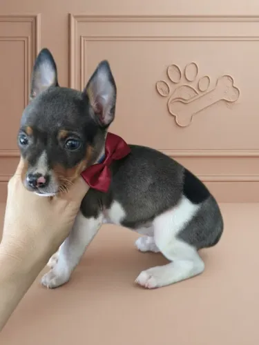 Pinscher Menino Lindo de Olhar Cativante