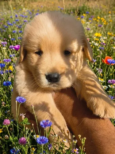 Filhote de Golden retrivier disponível pra venda
