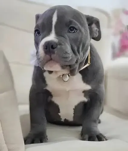 American bully - micro Fêmea 