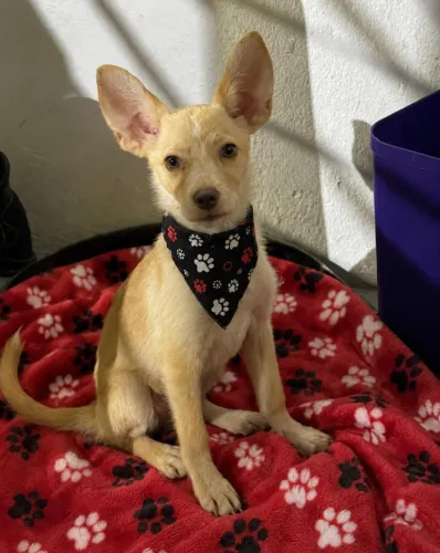 Filhote cachorrinho machinho