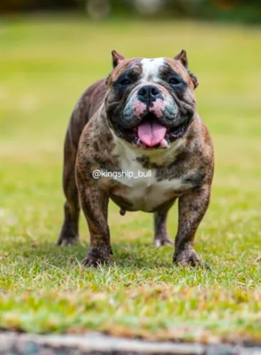 Bully Merle com Pedigree exelente genética ( Leia todo anúncio )