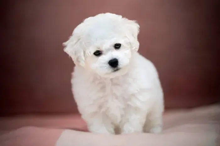 ? Filhotes de Poodle | Muito Amor em um Pequeno Companheiro