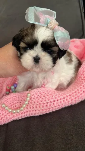 Shih Tzu Fêmea Pronta Entrega!! Visite Nosso Canil.